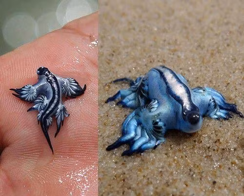 'Rong xanh' ti hon dep hut mat nhung la loai cuc doc-Hinh-2