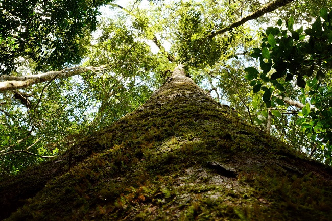 Than moc quy hiem nhat hanh tinh, chi co o Viet Nam-Hinh-4