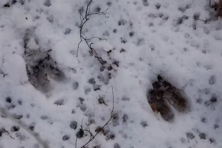 Ớn lạnh 'dấu chân của quỷ', chuyên gia vắt óc giải mã - Hình 8 On lanh 'dau chan cua quy', chuyen gia vat oc giai ma-Hinh-8