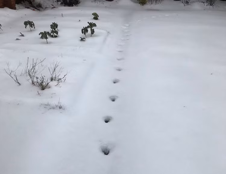 Ớn lạnh 'dấu chân của quỷ', chuyên gia vắt óc giải mã - Hình 10 On lanh 'dau chan cua quy', chuyen gia vat oc giai ma-Hinh-10