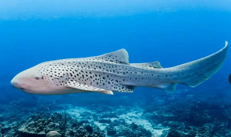 Su that kho tin ve ca map, sat thu san moi dai duong-Hinh-10