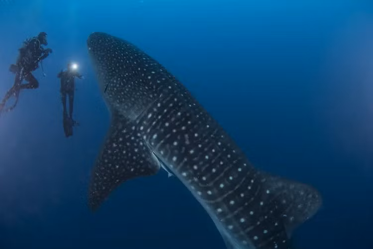 Su that kho tin ve ca map, sat thu san moi dai duong-Hinh-2