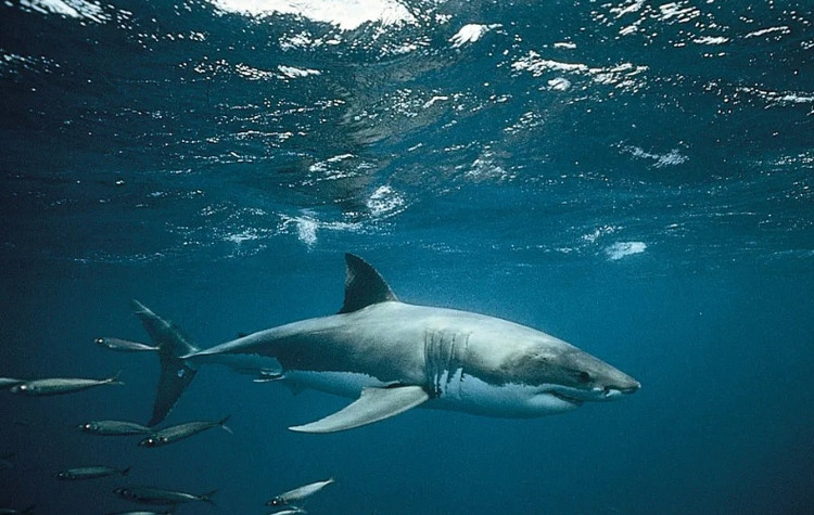 Su that kho tin ve ca map, sat thu san moi dai duong-Hinh-8