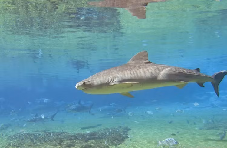 Su that kho tin ve ca map, sat thu san moi dai duong-Hinh-9