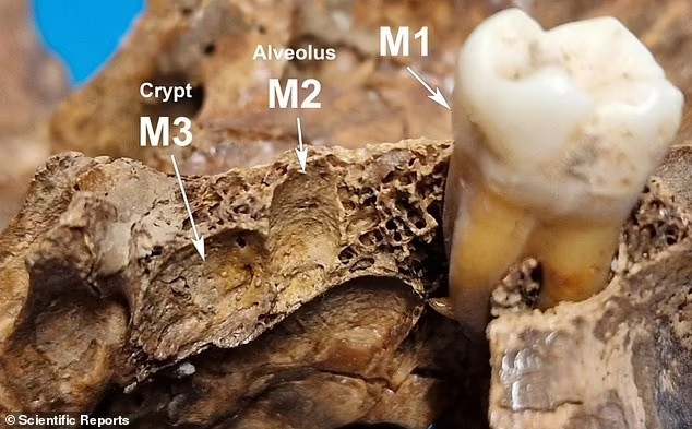 Tiết lộ gây sốc về hộp sọ nghi của chị gái Nữ hoàng Cleopatra - Hình 9 Tiet lo gay soc ve hop so nghi cua chi gai Nu hoang Cleopatra-Hinh-9