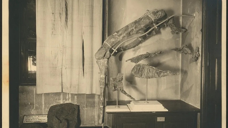 Bi an loai khung long sung khong lo tung lang thang khap Ai Cap-Hinh-2