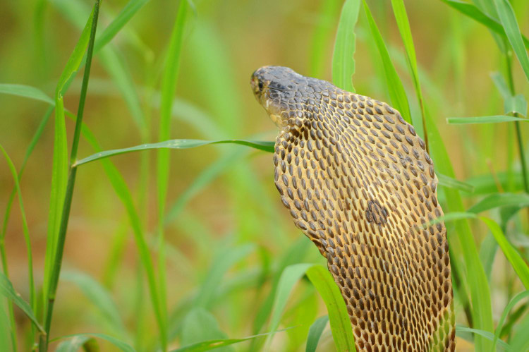 5 loai ran doc nhat hanh tinh, so 3 co nhieu o Viet Nam-Hinh-6