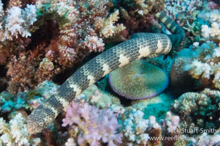 5 loai ran doc nhat hanh tinh, so 3 co nhieu o Viet Nam-Hinh-3