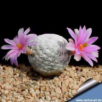 Doc la loai xuong rong tron vo het qua bong golf-Hinh-4