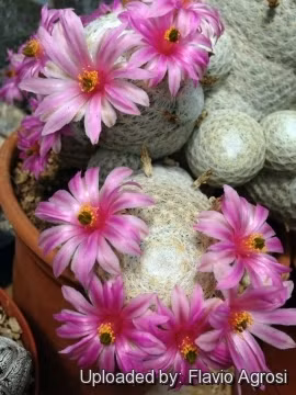 Doc la loai xuong rong tron vo het qua bong golf-Hinh-6