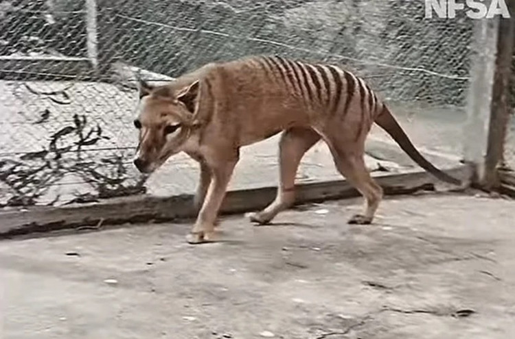 Bat ngo ho Tasmania da tuyet chung sap duoc hoi sinh-Hinh-9