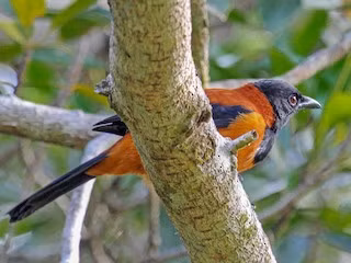 Loai chim co chat kich doc chet nguoi, cho nen ca khia-Hinh-9