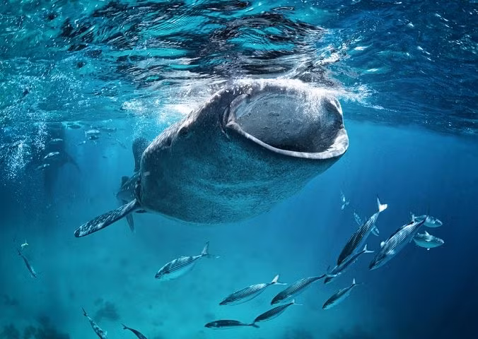 Ca map voi dat vao bo bien An Do la loai trong Sach Do-Hinh-8