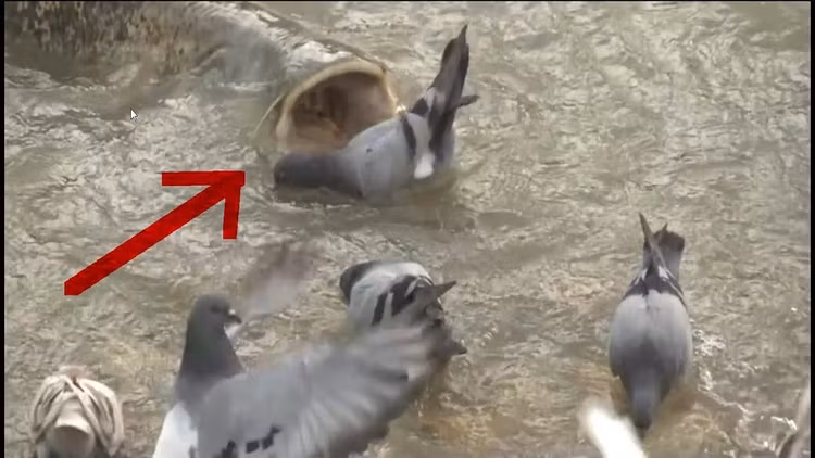 Mặc dù có thị lực kém nhưng cá nheo châu Âu được mẹ thiên nhiên bù lại cho bộ râu giúp chúng có thể cảm nhận chuyển động của con mồi khi chúng sà xuống mặt nước.