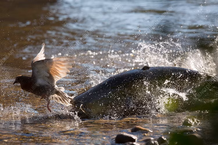Trong số này, cá nheo châu Âu có cách săn chim bồ câu đáng sợ. Cụ thể, những con chim bồ câu thường xuống các dòng sông để tắm, rỉa bộ lông vũ nhằm loại bỏ bụi bẩn và làm mát cơ thể.