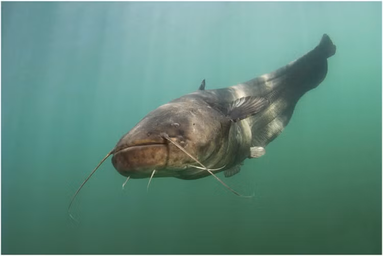 Cá nheo châu Âu (wels catfish) là loài cá nước ngọt lớn nhất ở châu Âu. Loài cá này cũng phân bố ở khu vực châu Á. Đây là loài "thủy quái" có khả năng săn chim bồ câu vô cùng độc đáo nên còn được gọi là "hung thần" đối với những đàn chim.