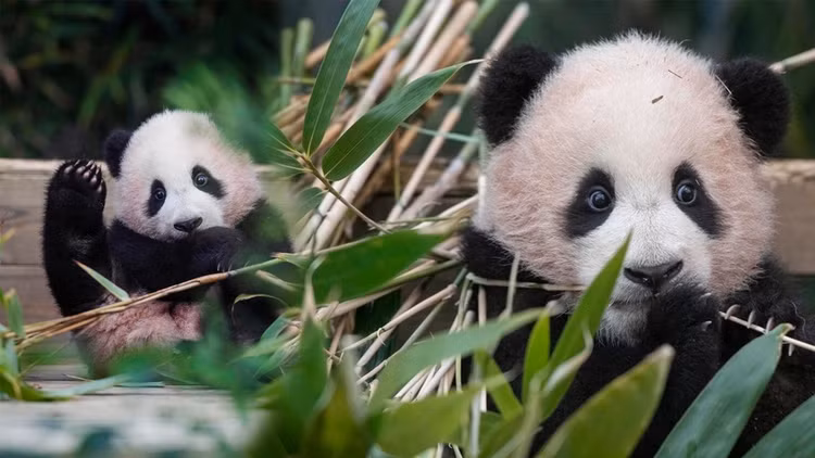 Khai quat lang mo hoang de Trung Quoc, lo bi mat “quoc bao