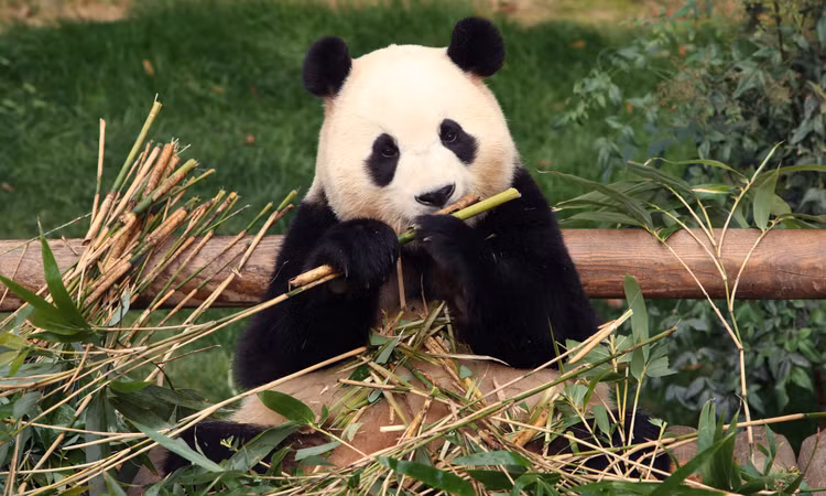 Khai quat lang mo hoang de Trung Quoc, lo bi mat “quoc bao