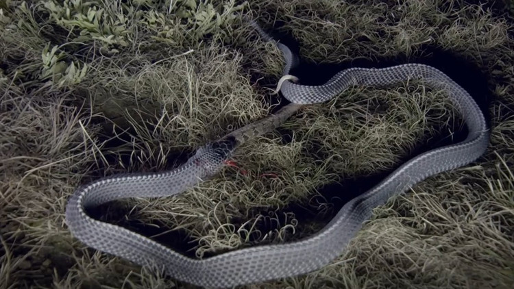 Loai ran “quai vat