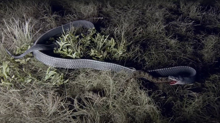 Loai ran “quai vat