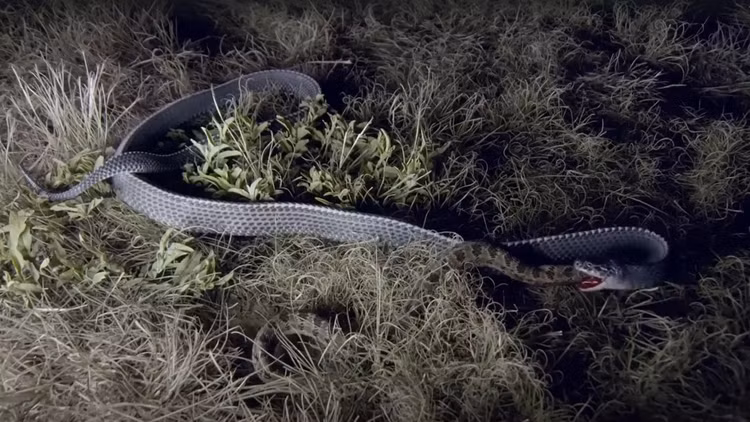 Loai ran “quai vat