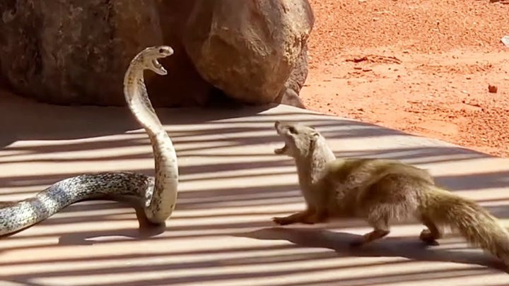 Loai dong vat ky la, ran doc can khong chet con an ca ran-Hinh-7