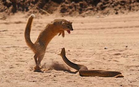 Loai dong vat ky la, ran doc can khong chet con an ca ran-Hinh-5