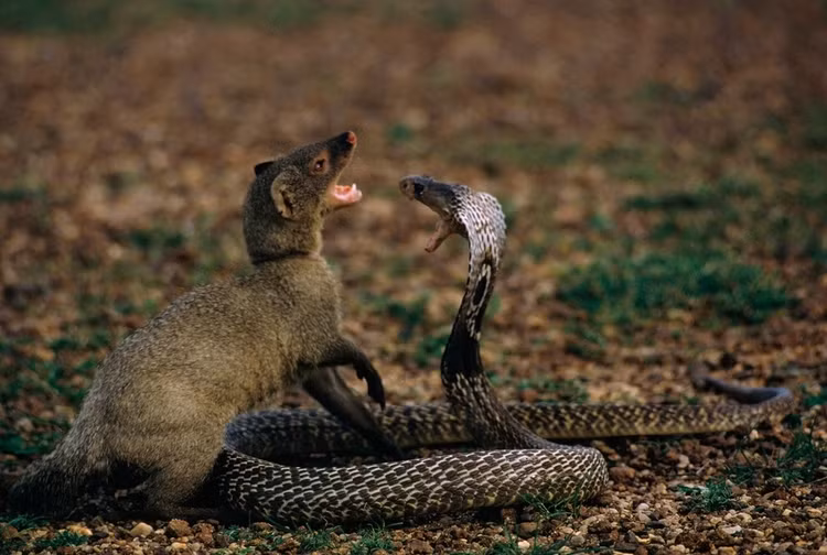 Loai dong vat ky la, ran doc can khong chet con an ca ran