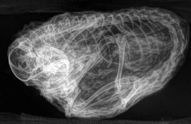 Huyen bi 'quai thu' 30.000 tuoi cuon tron nhu qua buoi-Hinh-2