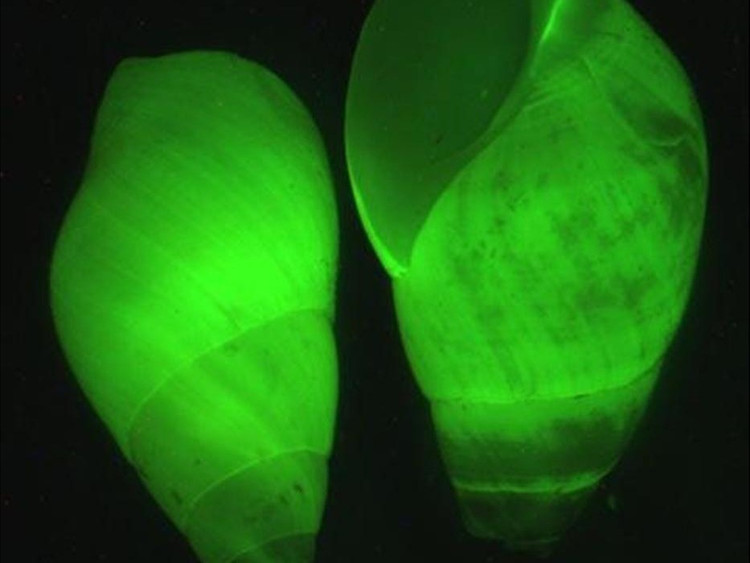 Doc la nhung loai dong vat tu phat sang de to ra nguy hiem-Hinh-2