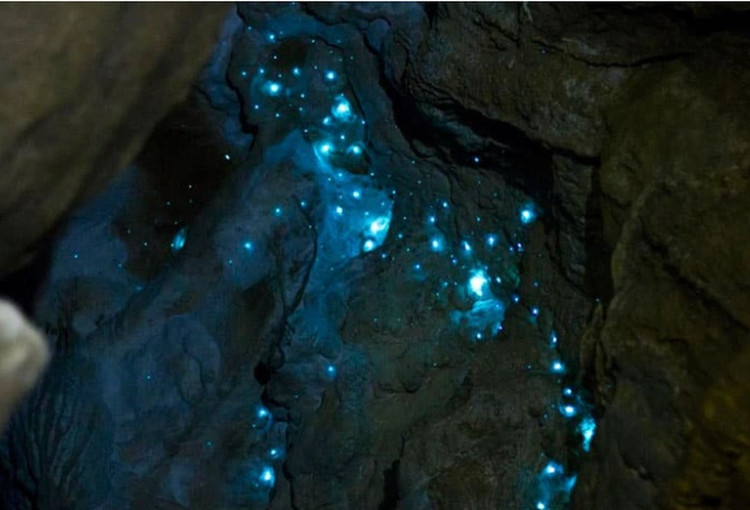 Doc la nhung loai dong vat tu phat sang de to ra nguy hiem-Hinh-7