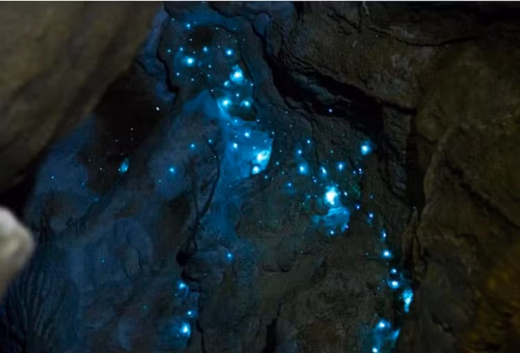 Doc la nhung loai dong vat tu phat sang de to ra nguy hiem-Hinh-7