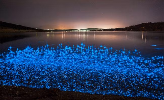 Doc la nhung loai dong vat tu phat sang de to ra nguy hiem-Hinh-9