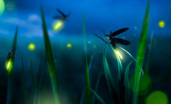 Doc la nhung loai dong vat tu phat sang de to ra nguy hiem-Hinh-4