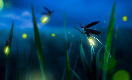 Doc la nhung loai dong vat tu phat sang de to ra nguy hiem-Hinh-4