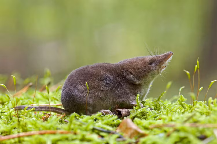 Top 5 loai dong vat la lung nhat Trai dat, xep vao hang 