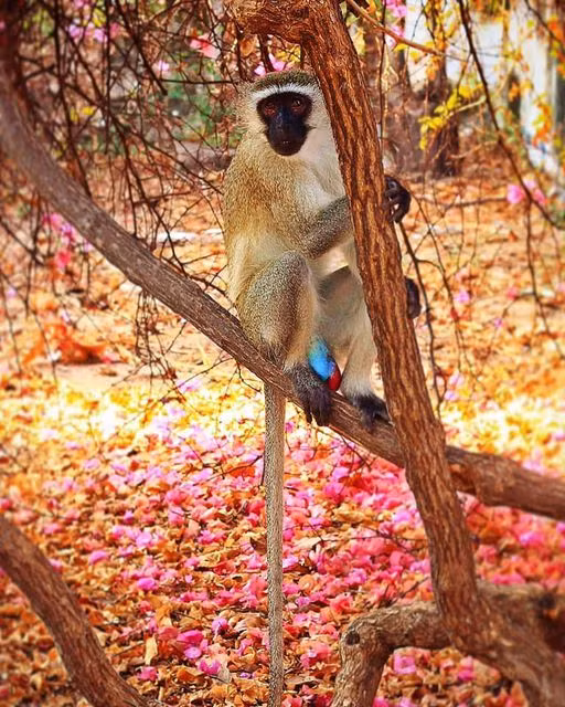 Top 5 loai dong vat la lung nhat Trai dat, xep vao hang 