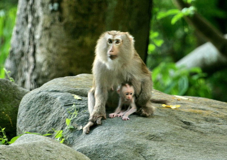 Binh Duong tiep nhan 2 ca the khi duoi lon: Loai quy hiem-Hinh-5