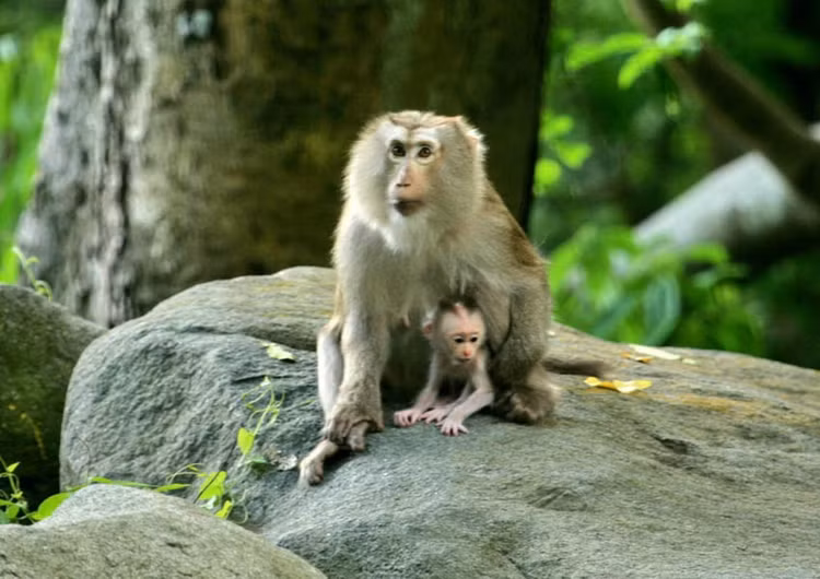 Binh Duong tiep nhan 2 ca the khi duoi lon: Loai quy hiem-Hinh-5