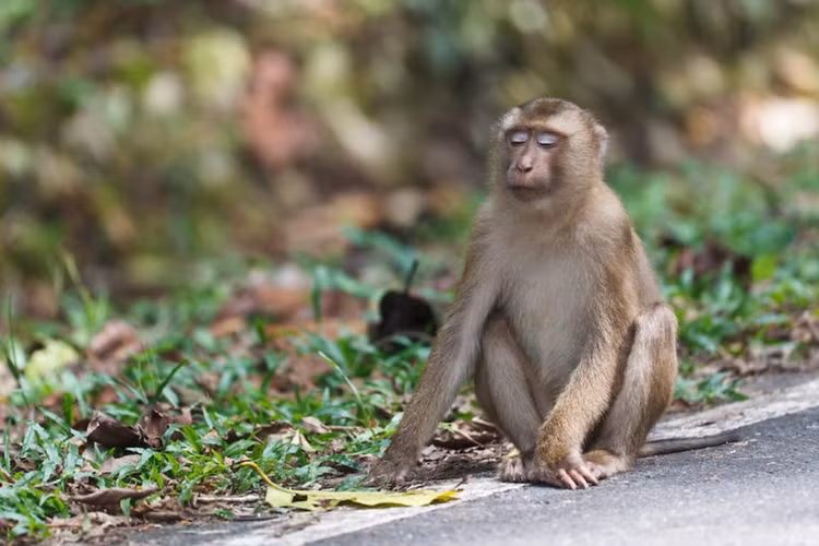 Binh Duong tiep nhan 2 ca the khi duoi lon: Loai quy hiem-Hinh-4