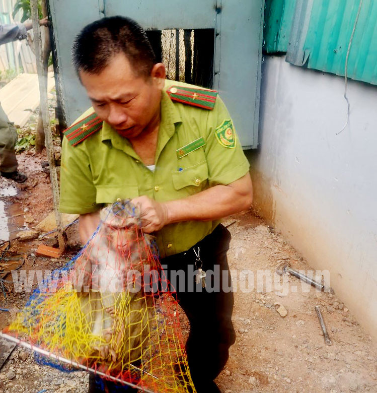 Binh Duong tiep nhan 2 ca the khi duoi lon: Loai quy hiem-Hinh-2