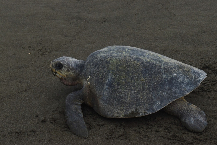 Tan muc ca the doi moi dua quy hiem duoc tha ve bien Khanh Hoa-Hinh-9