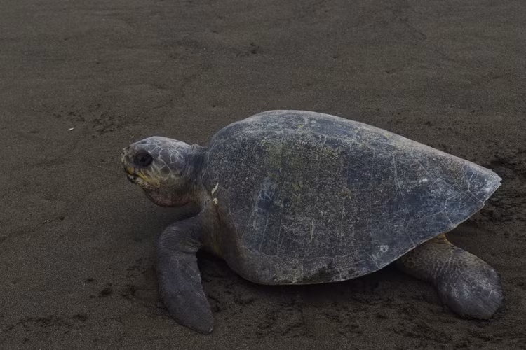 Tan muc ca the doi moi dua quy hiem duoc tha ve bien Khanh Hoa-Hinh-9