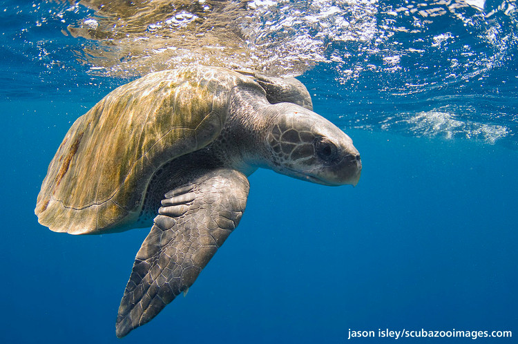 Tan muc ca the doi moi dua quy hiem duoc tha ve bien Khanh Hoa-Hinh-7