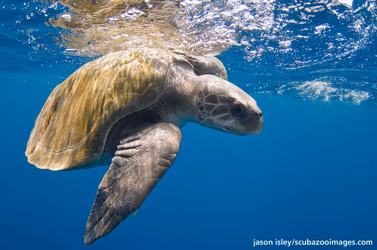 Tan muc ca the doi moi dua quy hiem duoc tha ve bien Khanh Hoa-Hinh-7