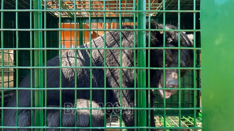 Nguoi dan Lao Cai hien tang ca the gau ngua 150 kg: Loai cuc hiem!