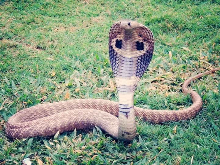 Thot tim 3 loai ran cuc doc o Viet Nam-Hinh-5