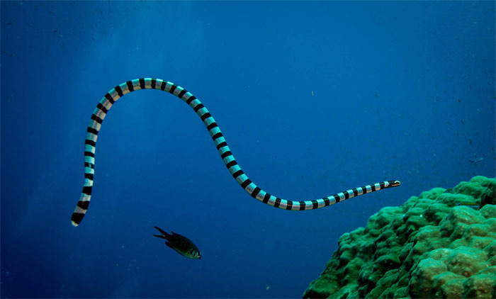 Thot tim 3 loai ran cuc doc o Viet Nam-Hinh-3