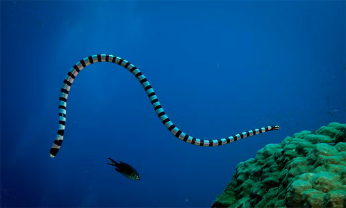 Thot tim 3 loai ran cuc doc o Viet Nam-Hinh-3