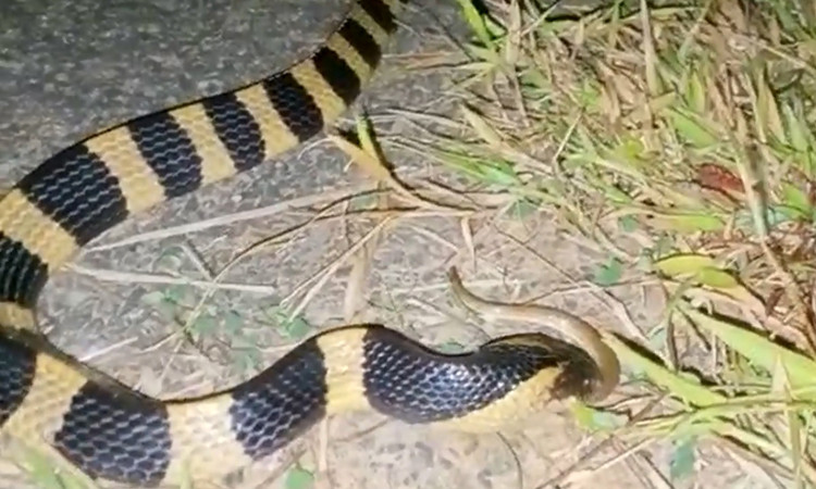 Thot tim 3 loai ran cuc doc o Viet Nam-Hinh-9